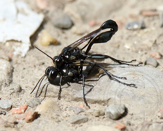 Great Black Wasps mating