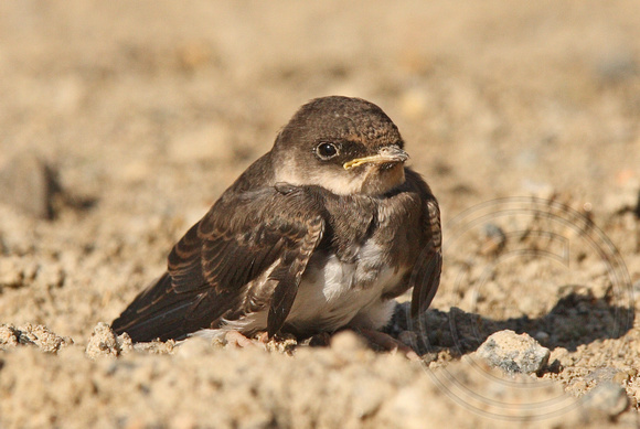 newly fledged Bank Swallow