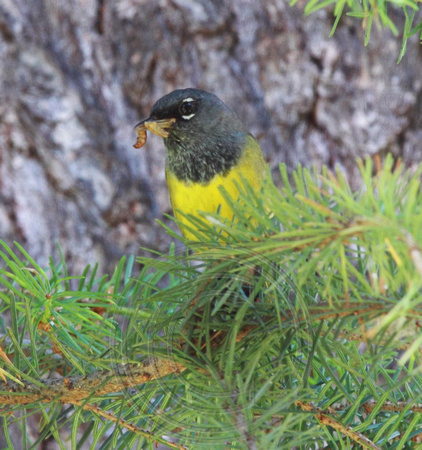 MacGillivray's Warbler with food for nestlings