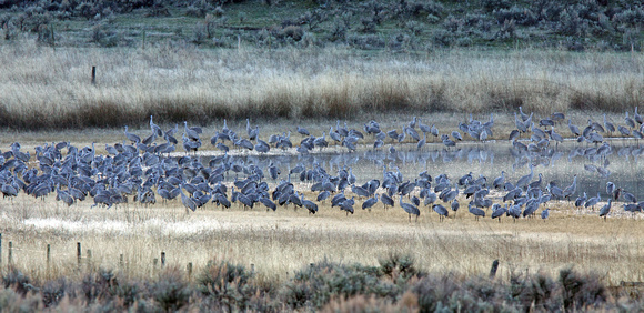 Sandhill Cranes gathered at White Lake