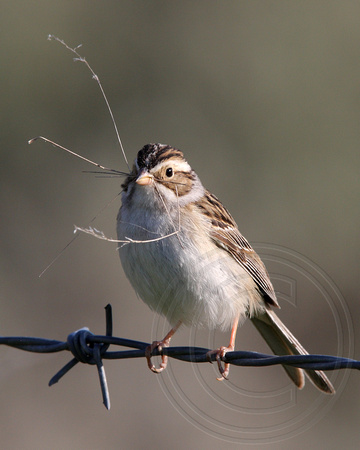 Clay-colored Sparrow with nest material
