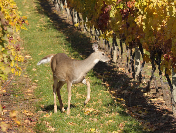 White-tailed Deer in a vineyard