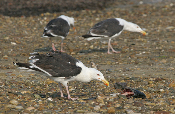 Great Black-backed Gull with a dead fish