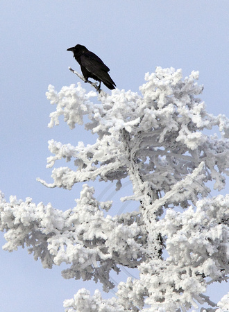 Raven on hoarfrost tree