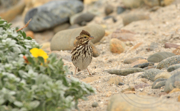 Savannah Sparrow "Belding's" (P. s. beldingi)