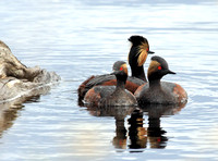 a gathering of Eared Grebes