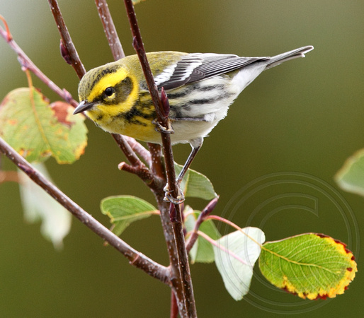 Townsend's Warbler - first fall male