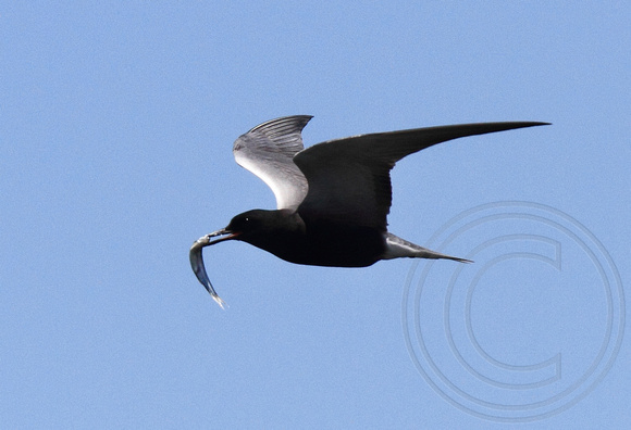 Black Tern carrying minnow