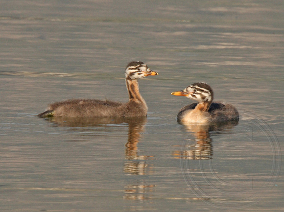 Two young grebes watching a dog on shore about 30 m away