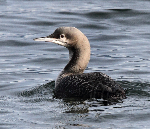 immature Pacific Loon
