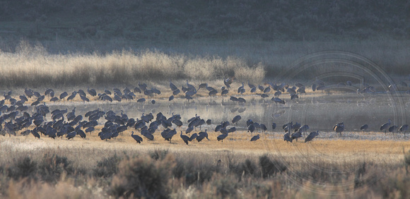 Cranes gathered at White Lake