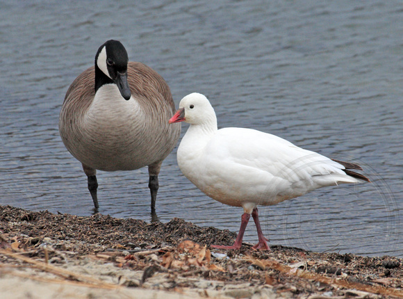 Odd couple - Canada and Ross's Goose together