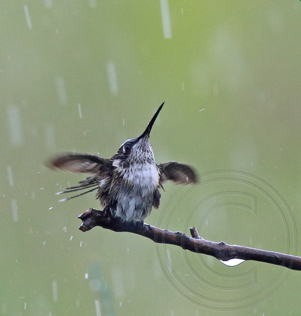 It's rain!! juvenile male Ruby-throat