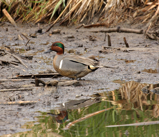 male Green-winged Teal in Maud Roxby Marsh