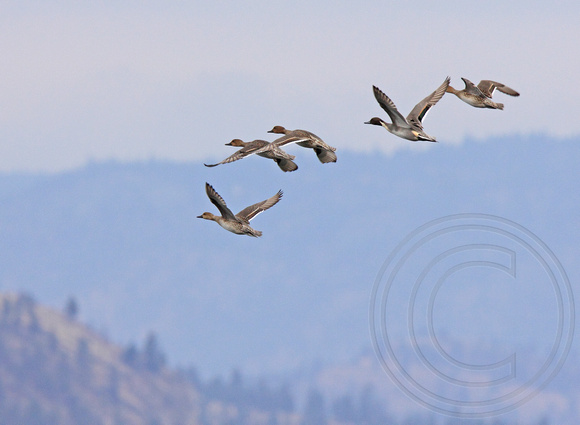 Northern Pintail flock over the Okanagan