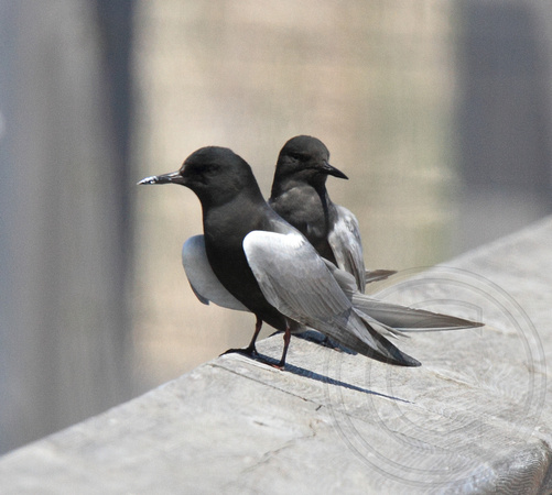 Black Terns on boardwalk