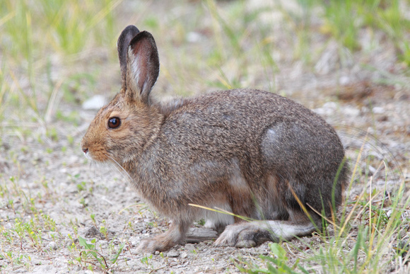 Snowshoe Hare in summer pelage