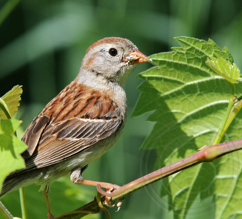 Field Sparrow with food for young