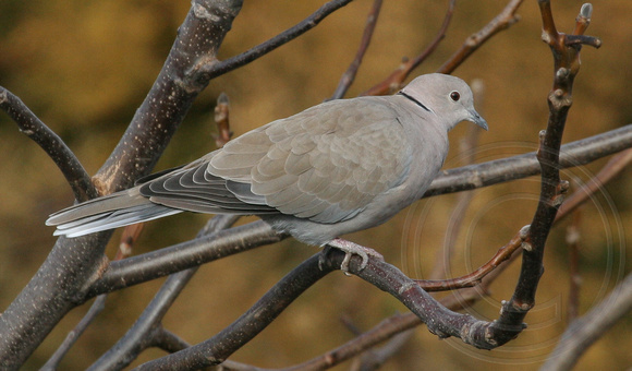 Eurasian collared Dove