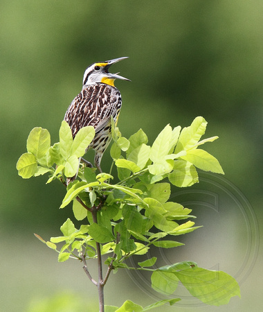 Eastern Meadowlark - not on a fence post!