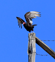 Turkey Vulture on PIB lands, BC