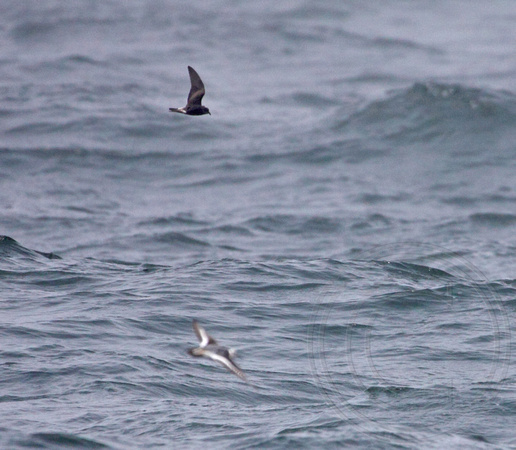 Lifer shot of Red Phalarope... and Leach's Storm-Petrel