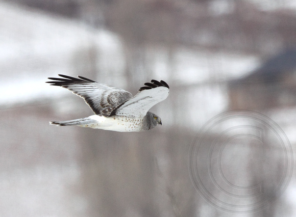adult male Northern Harrier