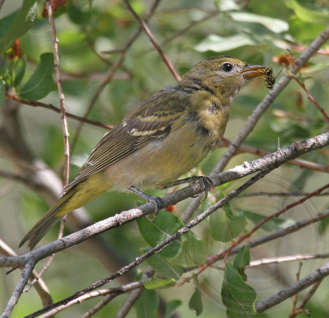 young female Western Tanager with a wasp