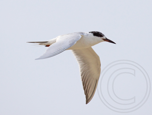 Forster's Tern?  Hmm, this is in April which means its in pre-alternate plumage...might be Common