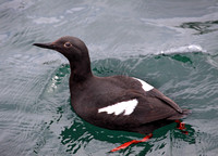 Pigeon Guillemot, common near pilings and docks