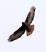 Dark morph Red-tailed Hawk