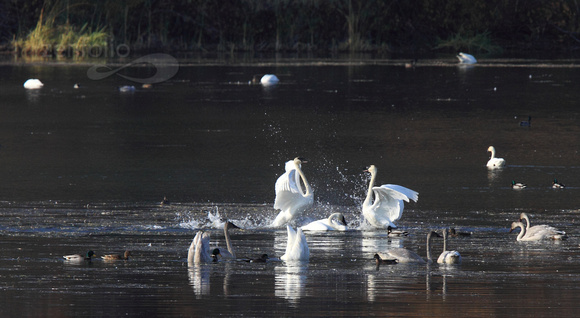 Swan kerfuffle on Vaseux Lake