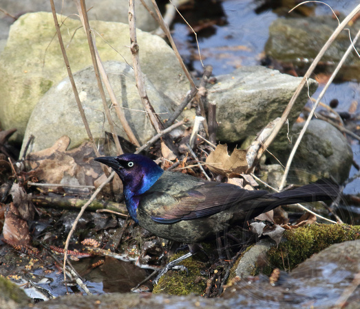 Common Grackle looking for a drink