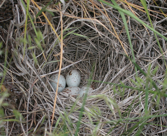Vesper Sparrow nest