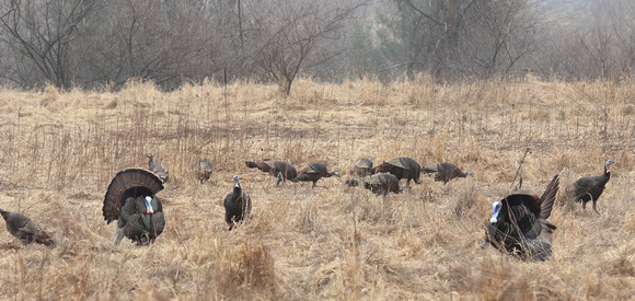 Turkeys at Komoka Provincial park