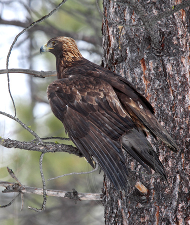 Golden Eagle just after being rehabilitated and released back to the wild