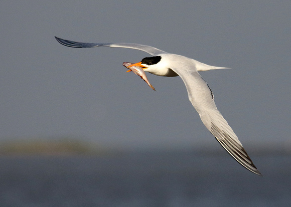 Royal Tern bringing in a fish to attract a potential mate