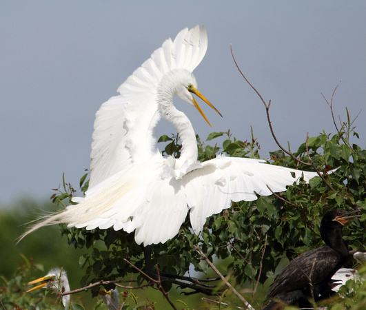 Great Egret landing at rookery