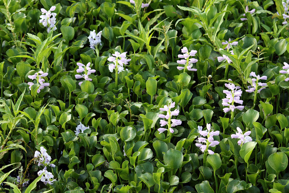 Water Hyacinth?