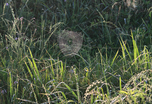 A Dcickcissel morning at Skillern Tract, but only got a photo of the dewy spider webs