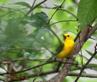 Prothonotary Warbler ( just pretend its a watercolour)