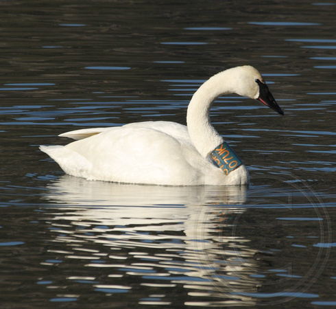 Collared Trumpeter Swan