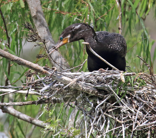 Neotropic Cormorant nesting