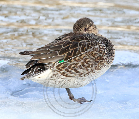 Green-winged Teal in winter