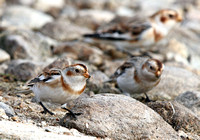 Three of the four snow buntings