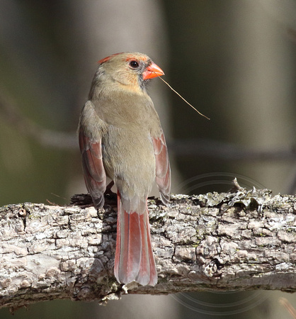 cardinal nestbuilding