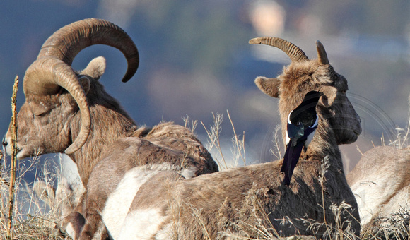 Black-billed Magpie picking bugs off a bighorn ewe's ear while the ram takes a nap