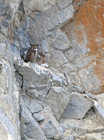 cliff nest in Summerland