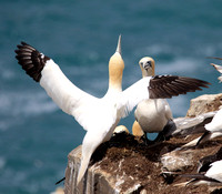 Cormorants, Pelicans and Gannets