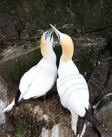 Northern Gannets at nest colony